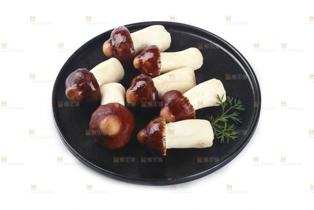 一盘松茸菇摆放在白底上
