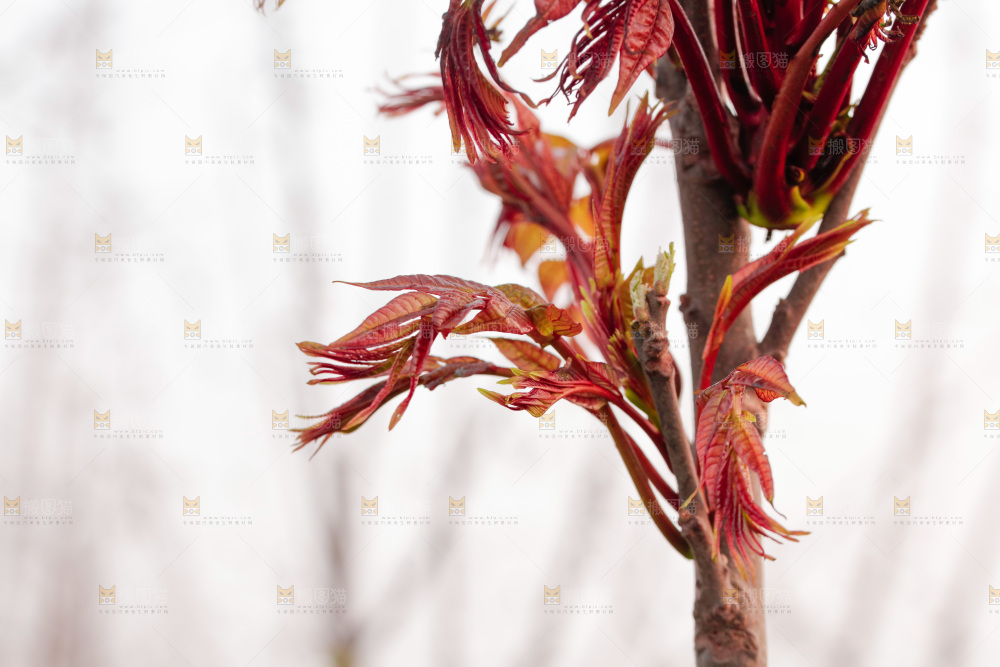 树叶上的头茬香椿芽