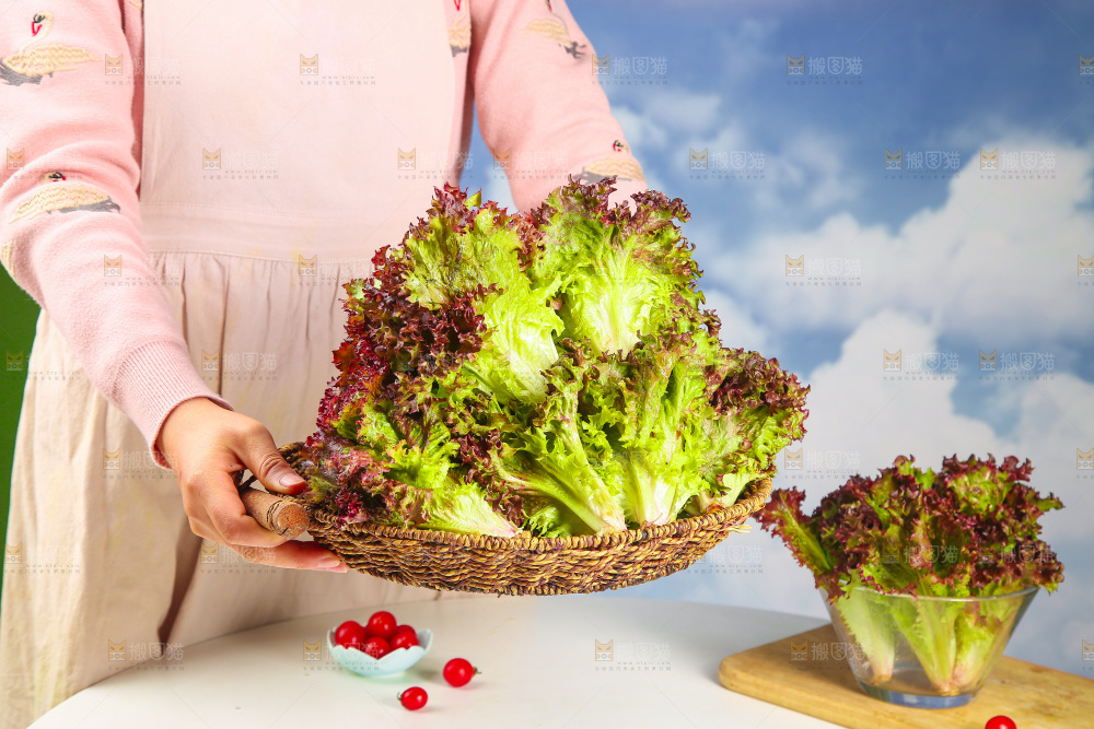 手里端着一篮紫霞生菜