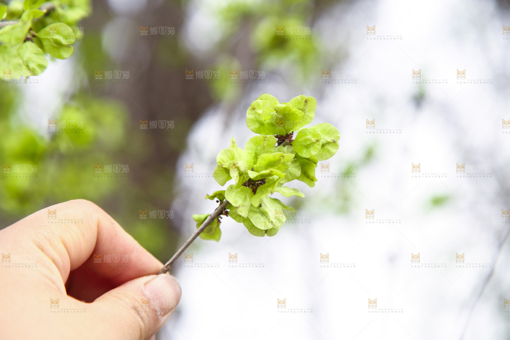 手里拿着榆钱树枝