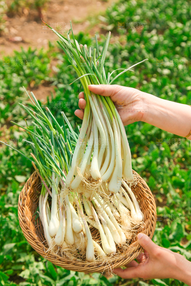 手里拿着荞头