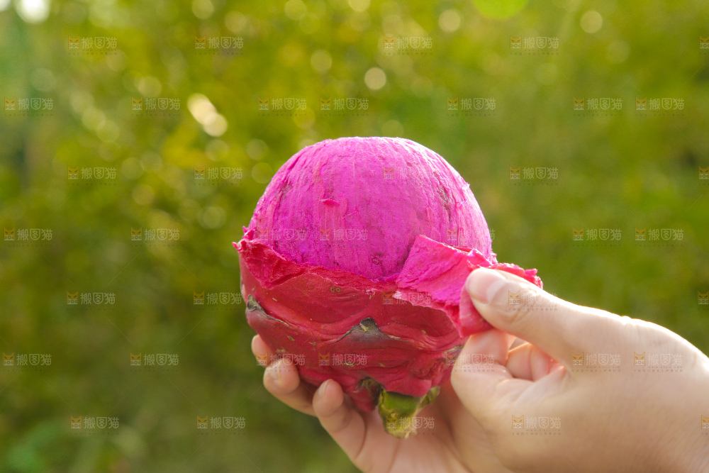 手里撕着皮红心火龙果