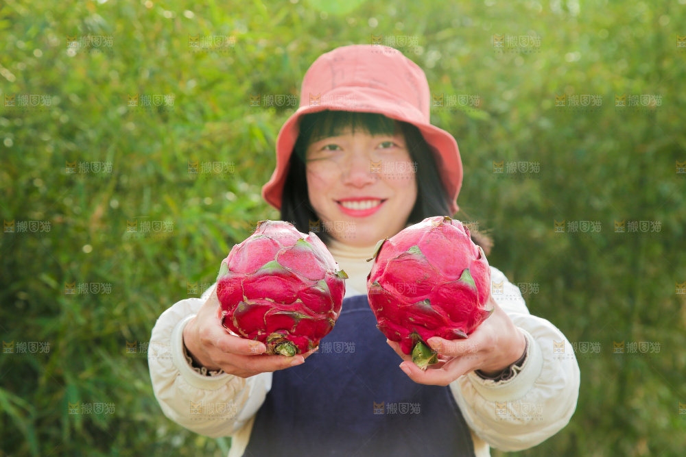 手里拿着金都一号火龙果