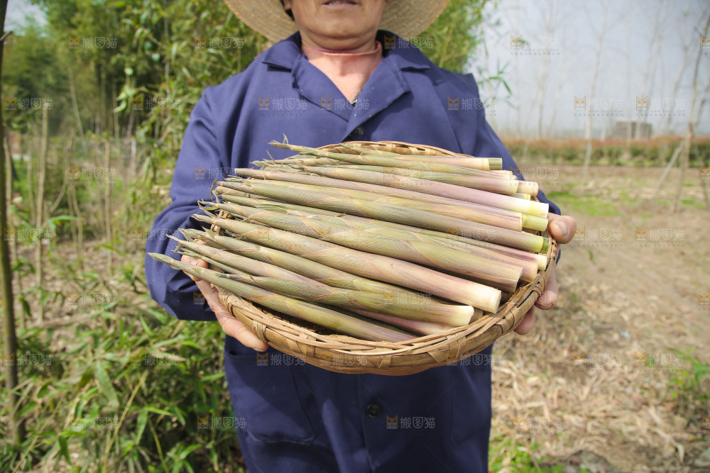 小竹笋