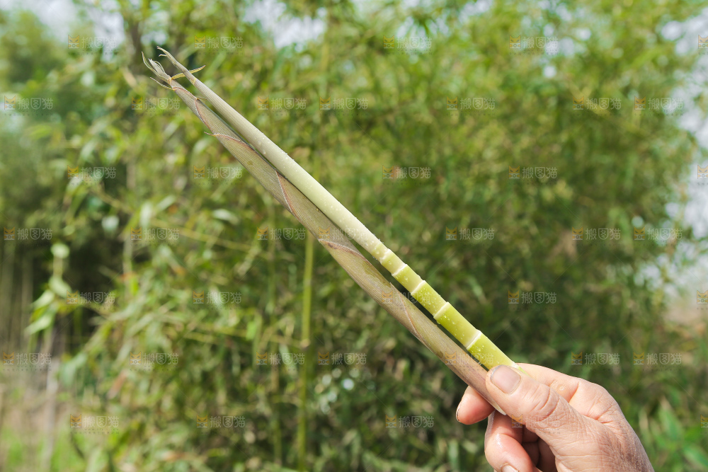手拿着小竹笋
