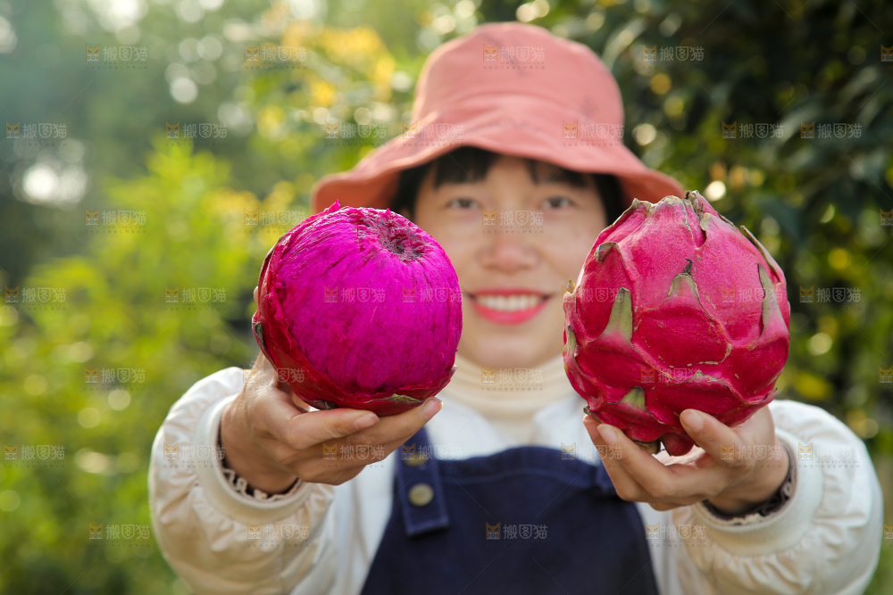手里拿着金都一号火龙果