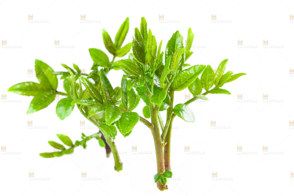 白底上的新鲜花椒芽