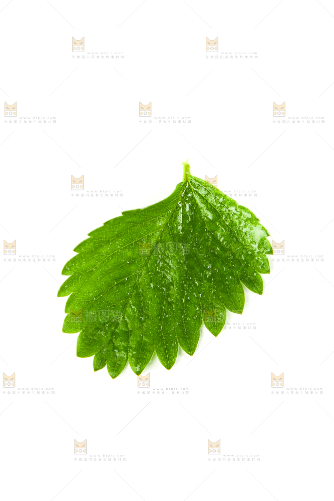 白底上放着草莓叶子