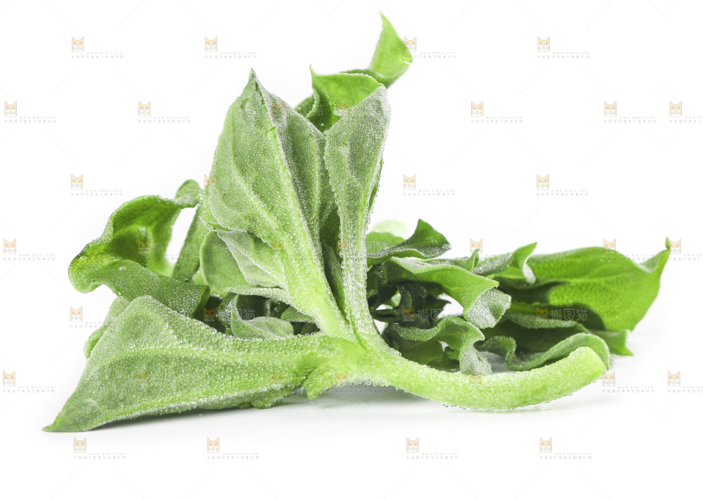 白底上的冰草