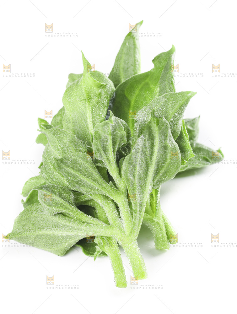 白底上的冰草