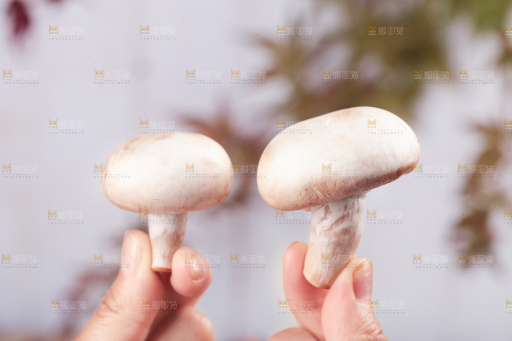 手里拿着新鲜小白菇