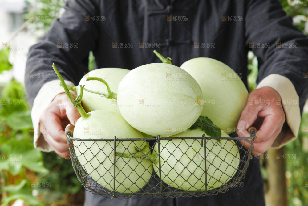 手里拿着一篮玉菇甜瓜