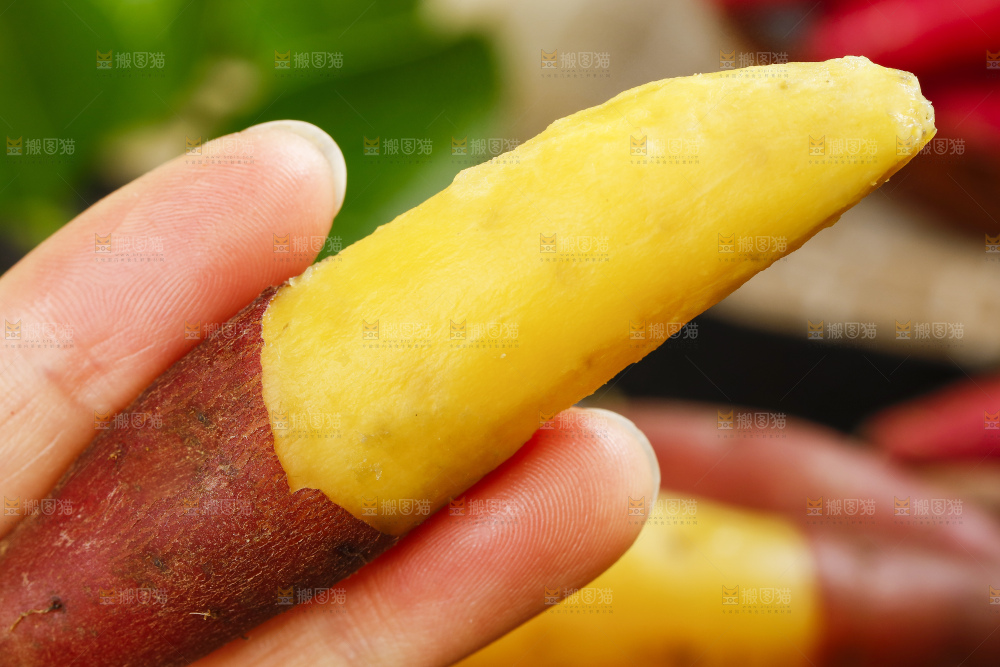 红薯