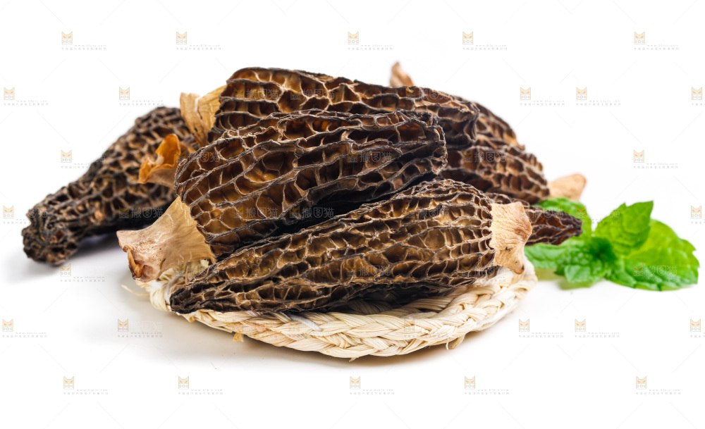 浅底上的云南羊肚菌