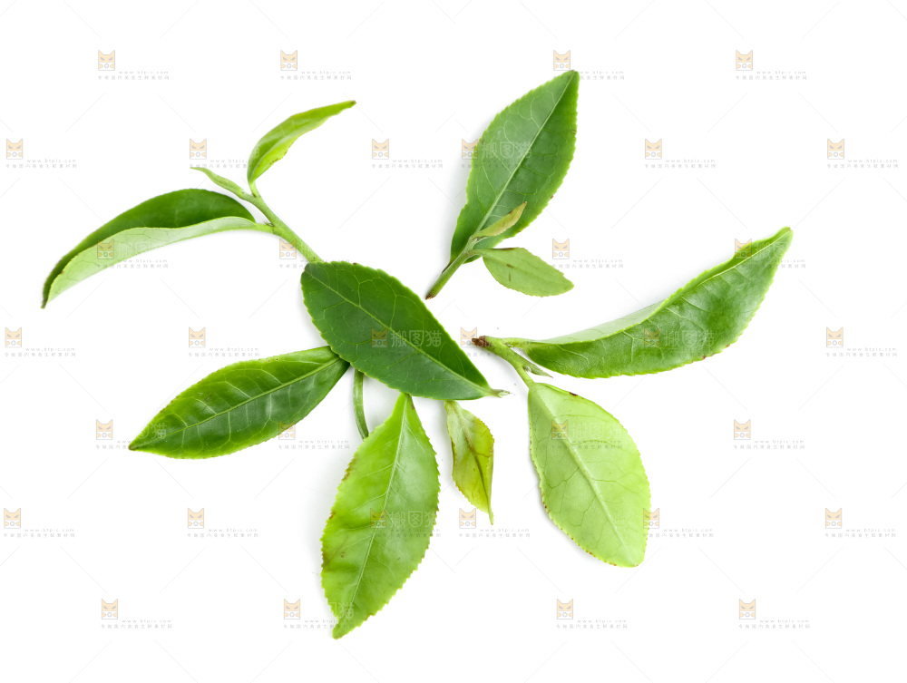 白底上的茶叶