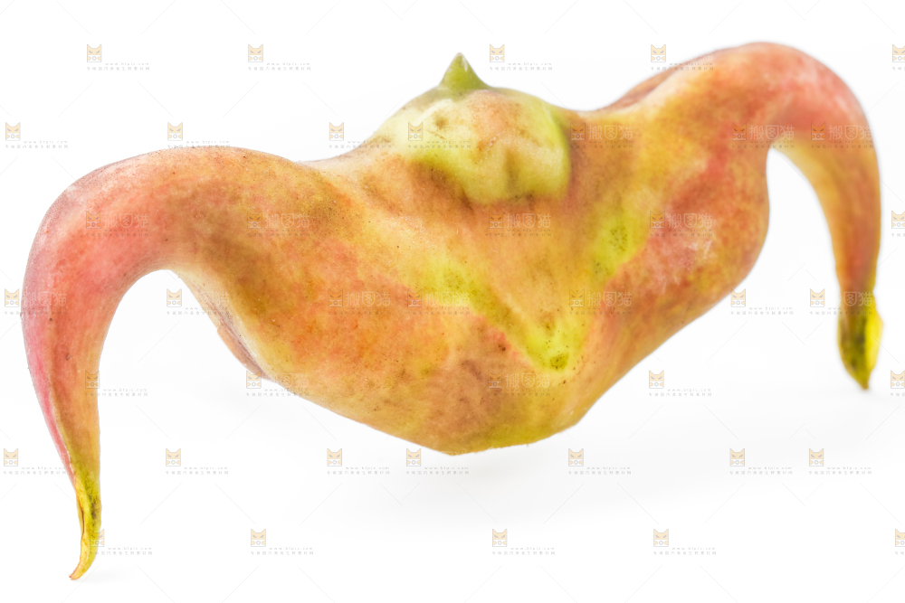 浅底上的新鲜菱角