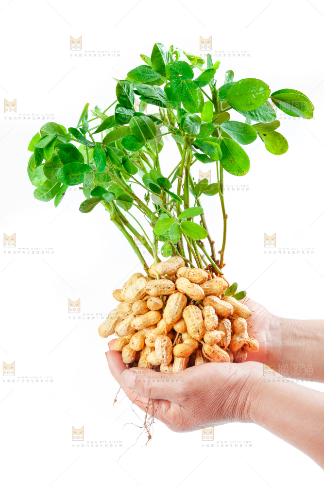 手上捧着湿花生