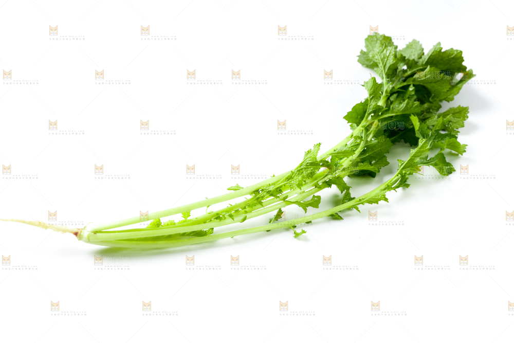 白底上的腊菜