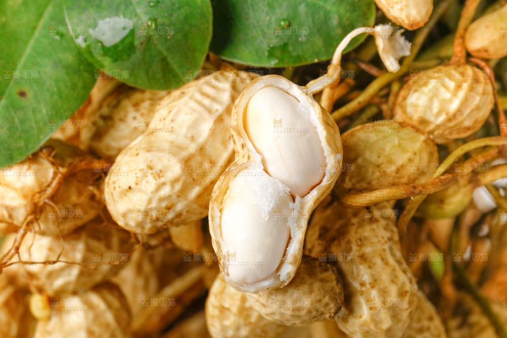 白底上放着一堆新鲜带壳花生