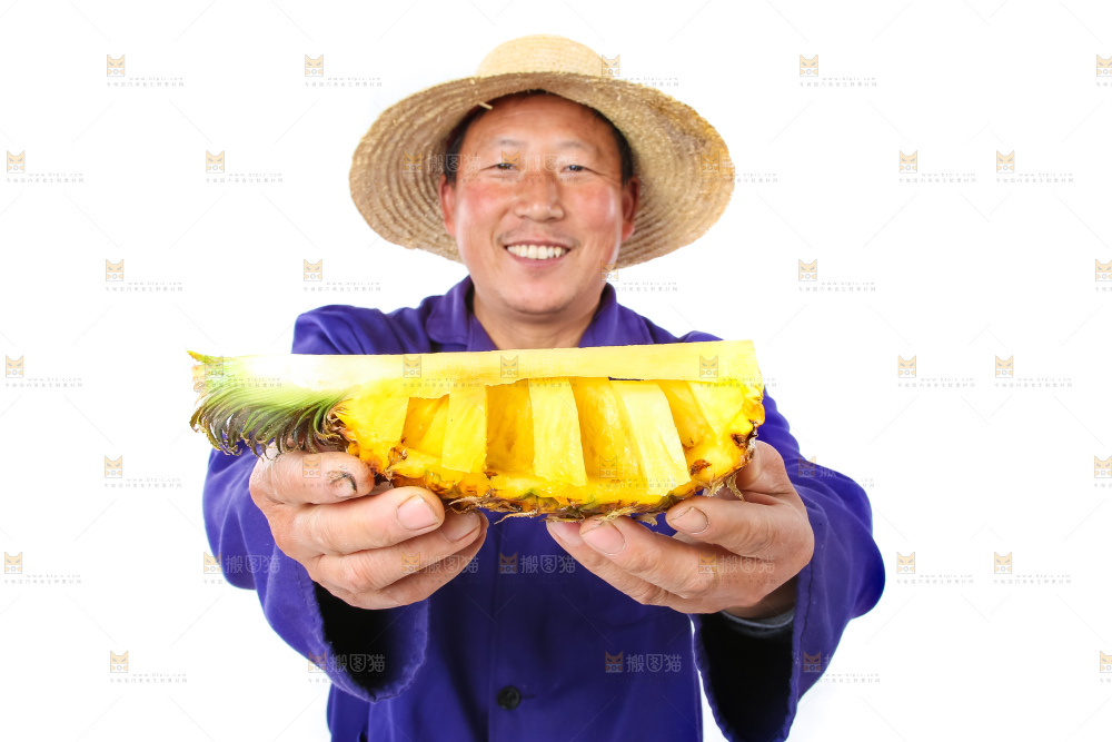 农民手里拿着香水菠萝
