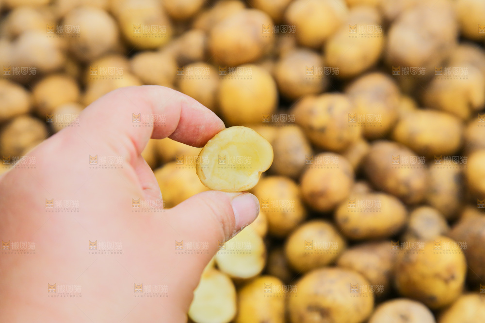 小土豆纹理