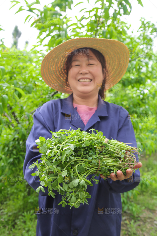 手里拿着长寿菜