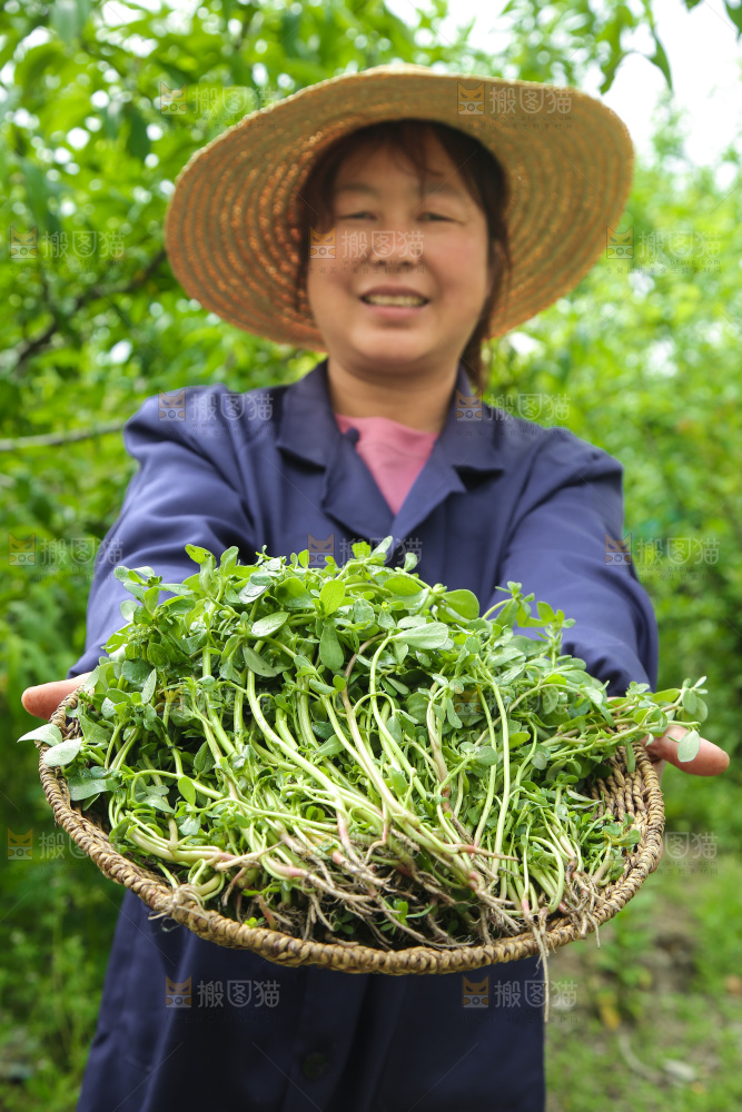 手里端着一篮新鲜马齿苋