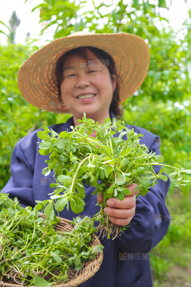 一篮马齿苋