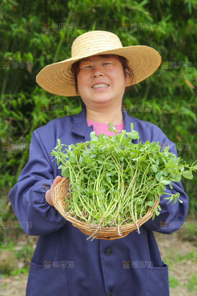 手里端着一篮新鲜马齿苋