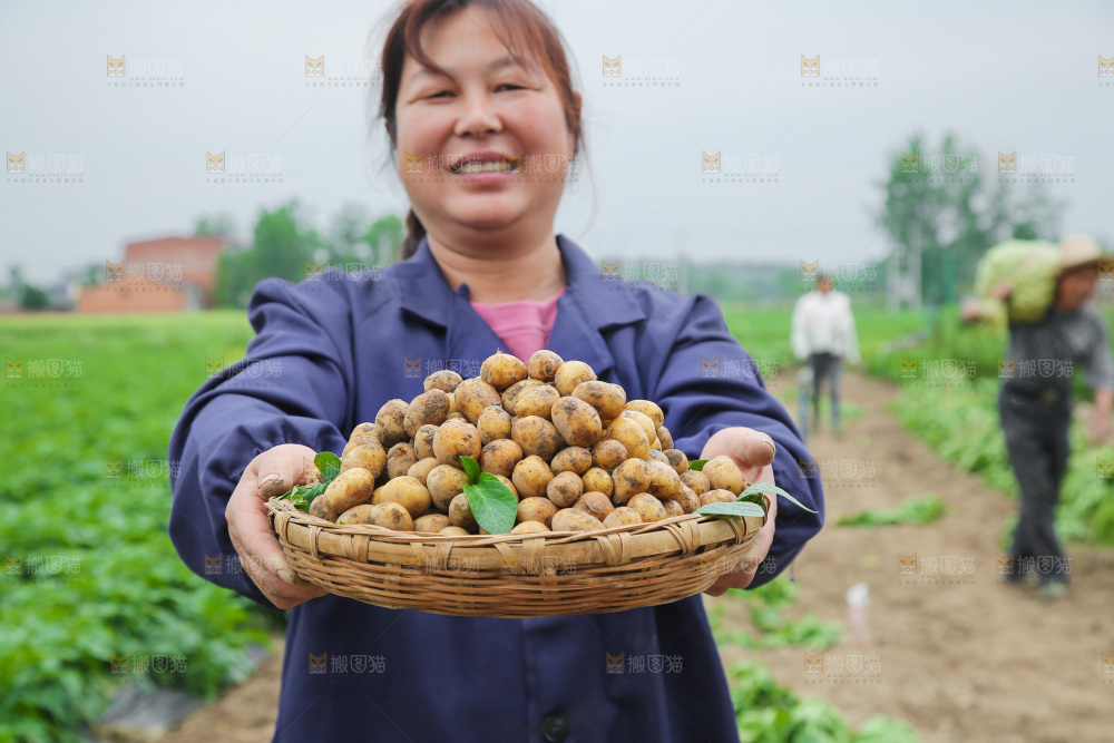 手里端着一篮迷你小土豆
