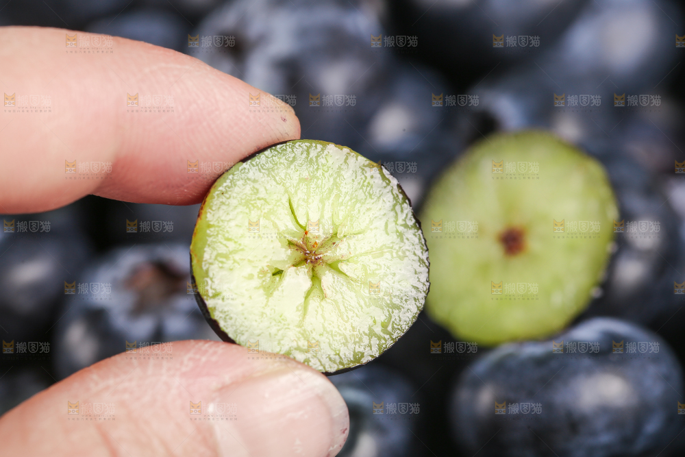手里拿着蓝莓