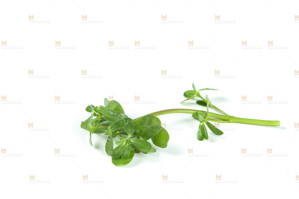 白底上放着马齿菜