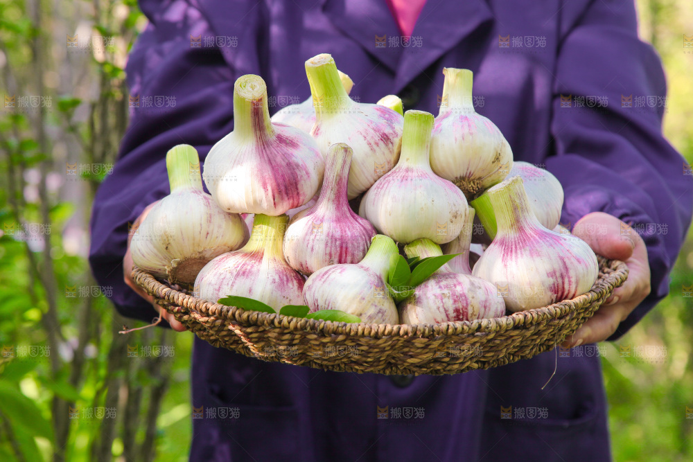 手里端着一篮新鲜大蒜