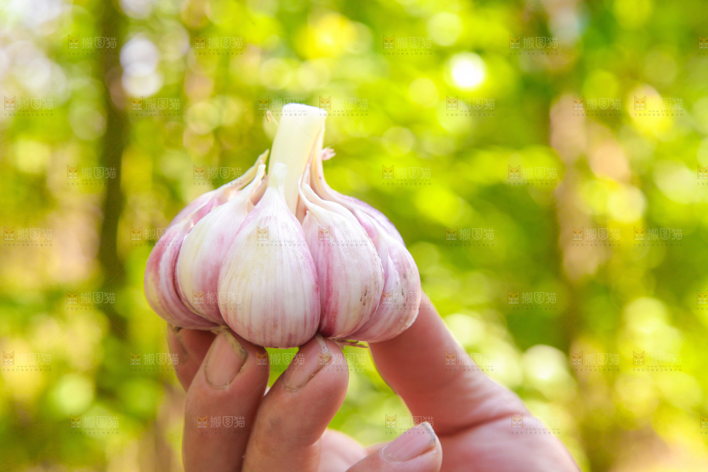 手里拿着大蒜