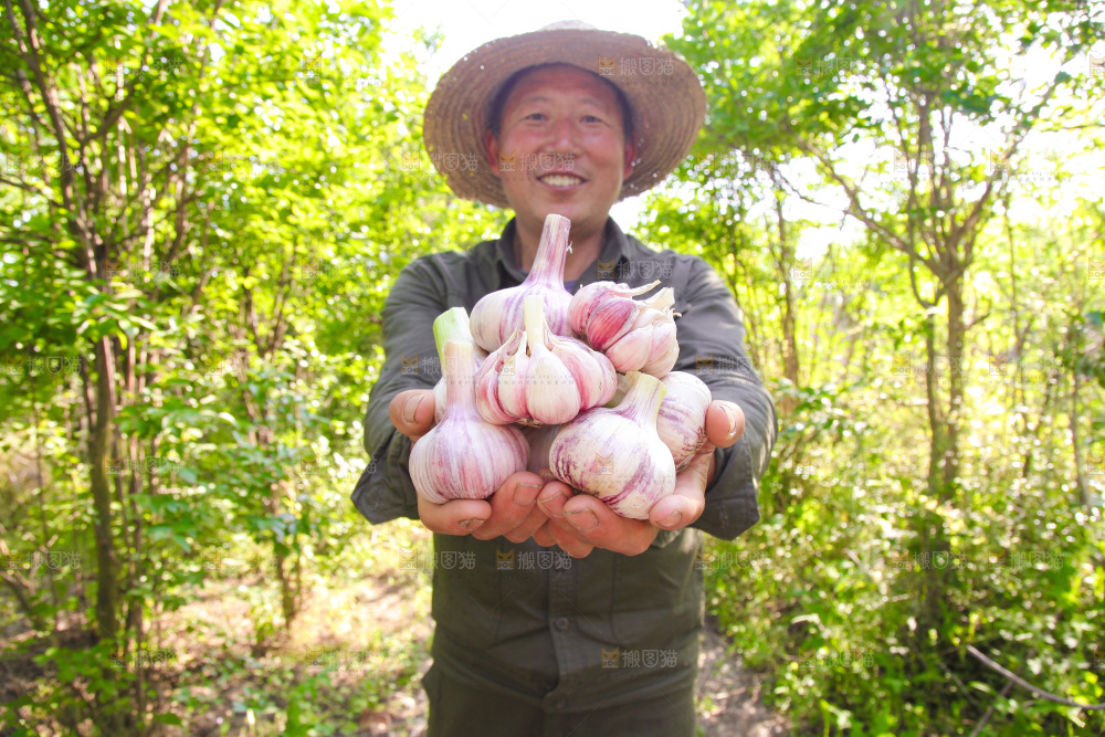 手里捧着鲜蒜