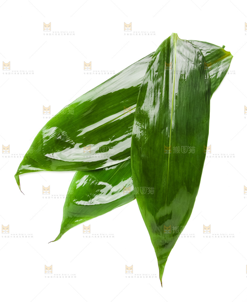 新鲜粽叶放在白底上
