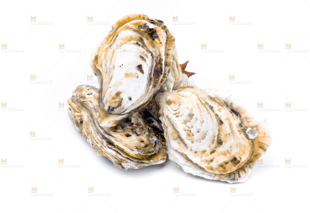 浅底上的海蛎子