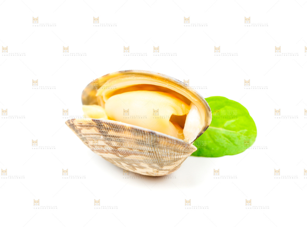白底上放着蛤蜊