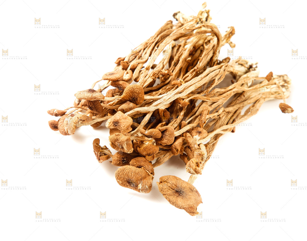 白底上的茶树菇