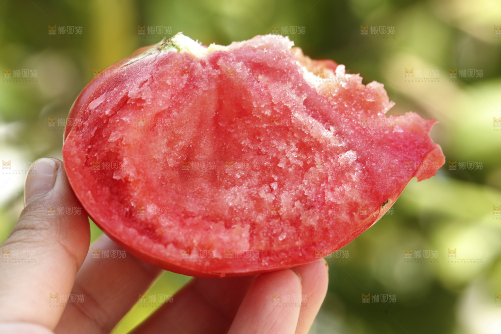 手里拿着沙瓤西红柿