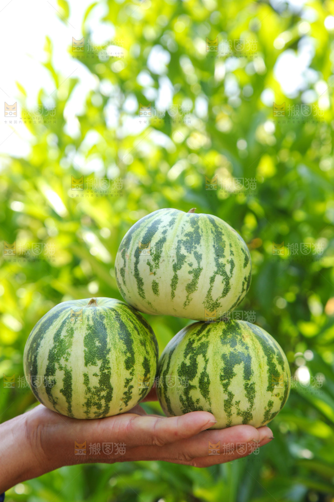 手里拿着花皮甜瓜