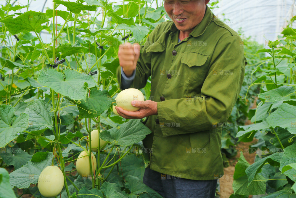 大棚阎良甜瓜种植基地