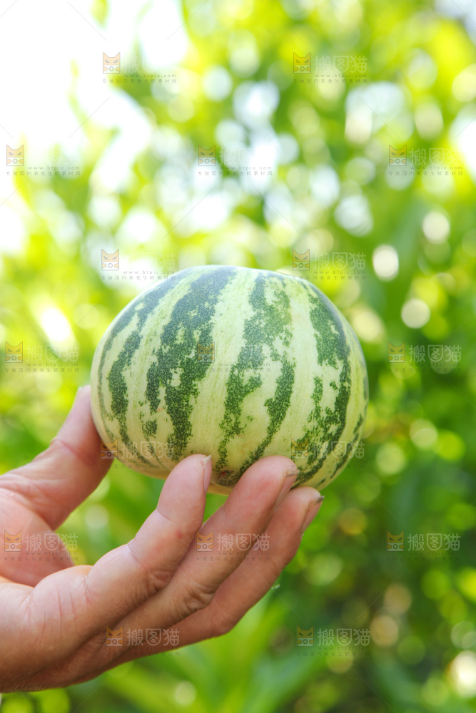 手里拿着花皮甜瓜