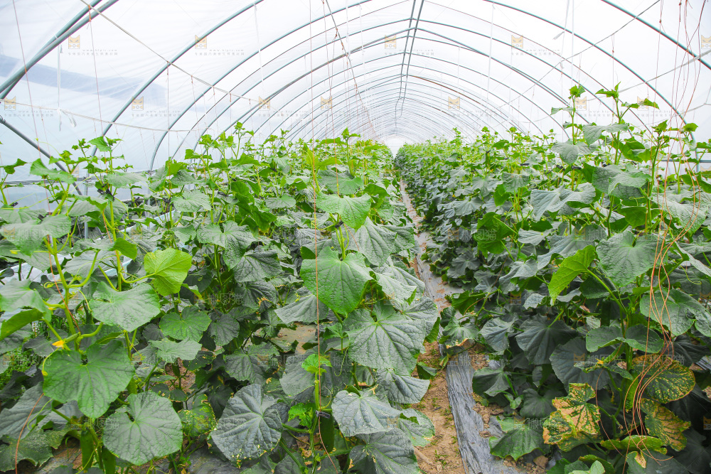 大棚黄瓜种植基地