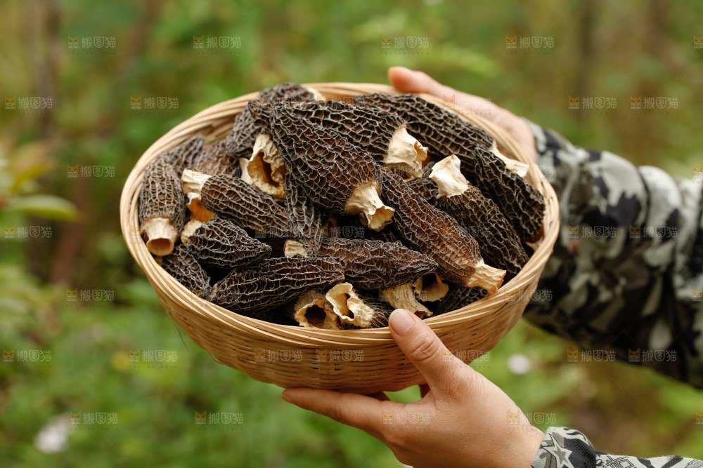 手里端着一篮干羊肚菌