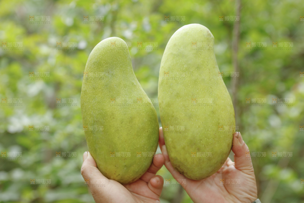 手里拿着大金煌芒