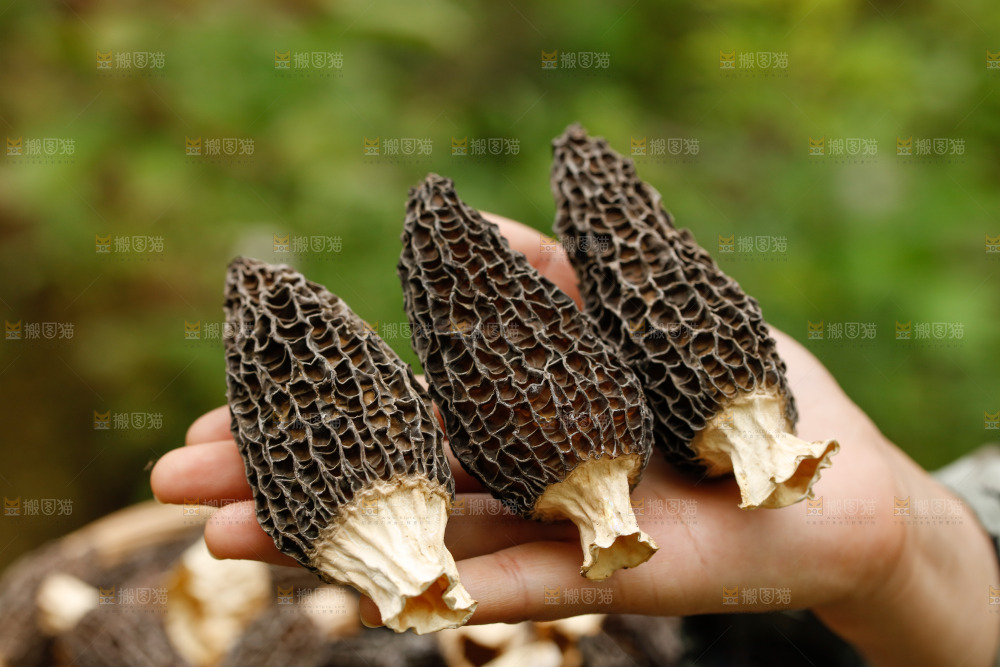 手里拿着羊肚菌