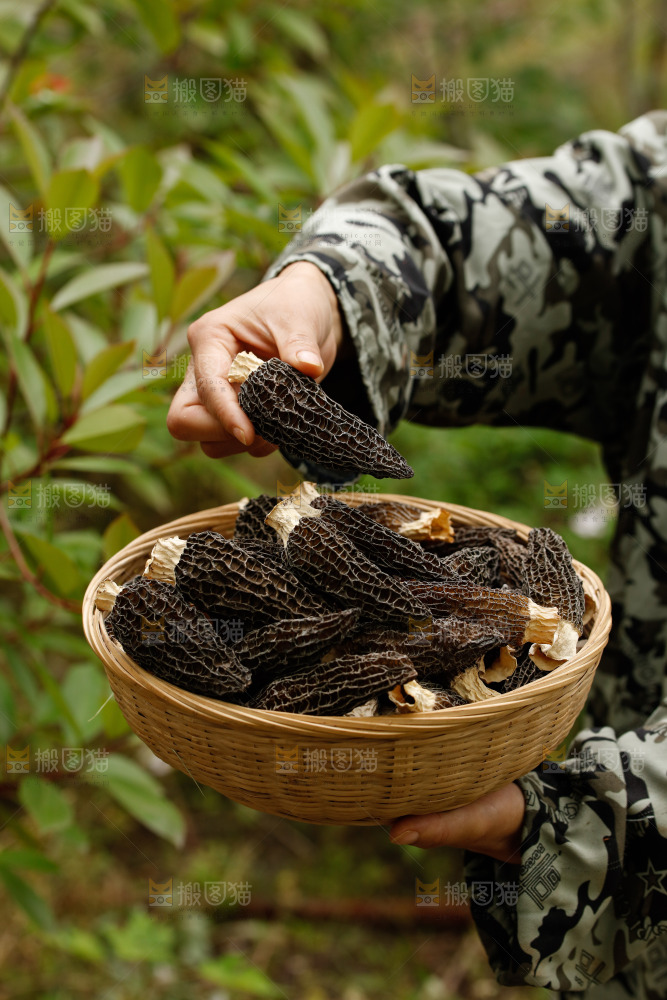 手里端着一篮干羊肚菌
