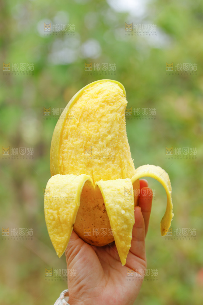 手里拿着水仙芒