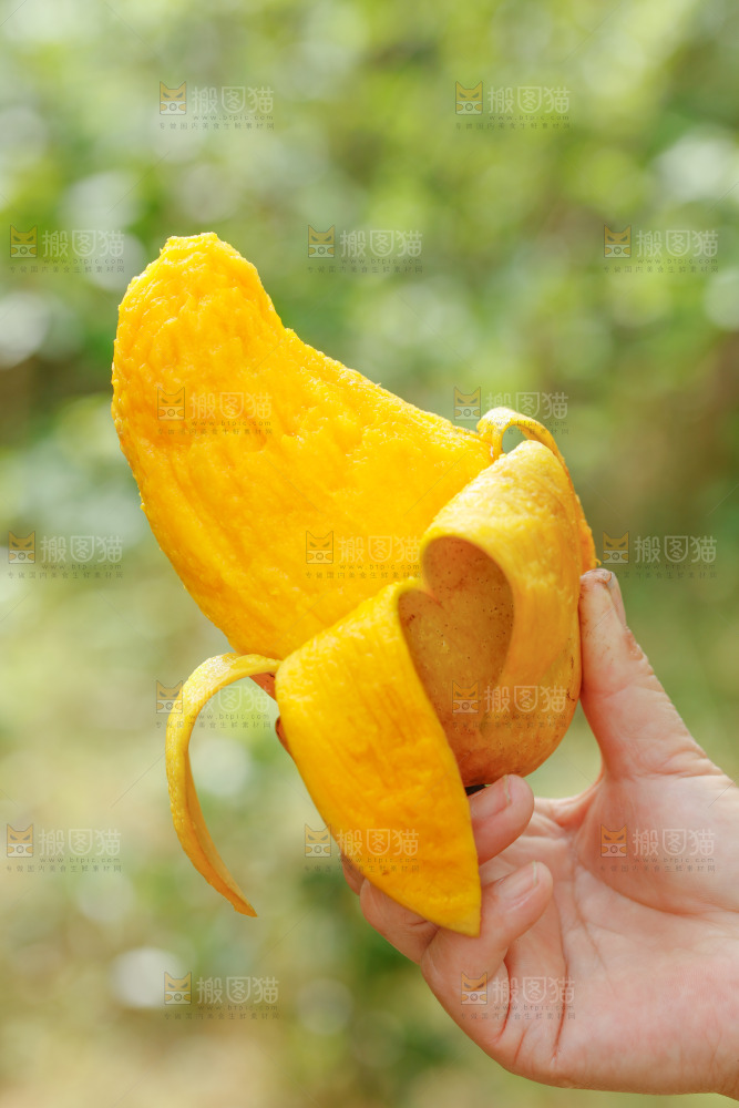 手里拿着水仙芒